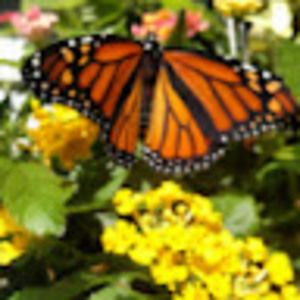 Meet your Posher, Polly